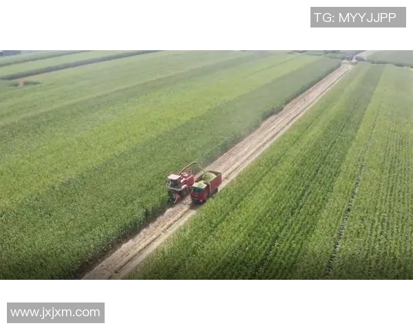 五谷丰收助力乡村振兴探索现代农业与传统农作物的融合发展路径